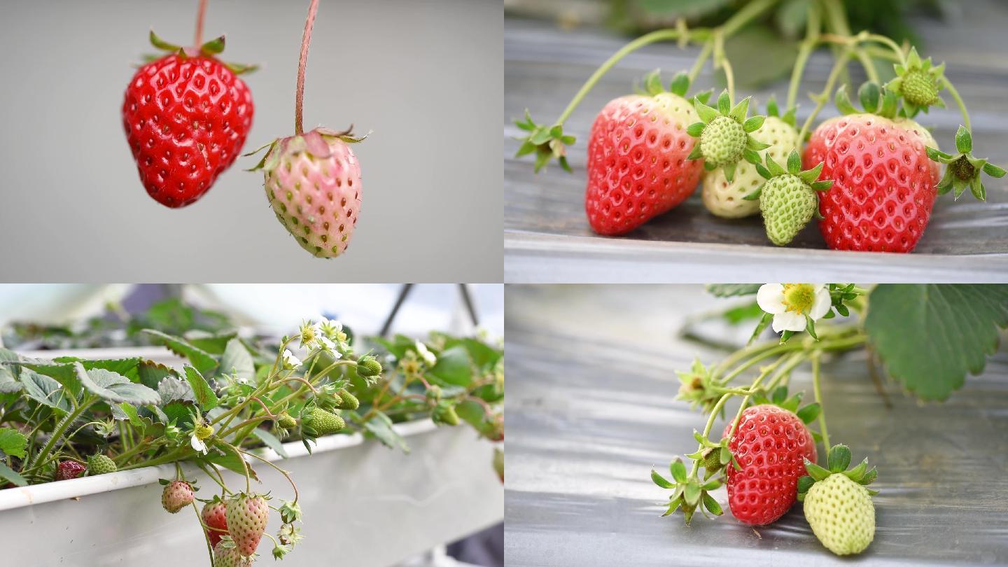 水果草莓种植园