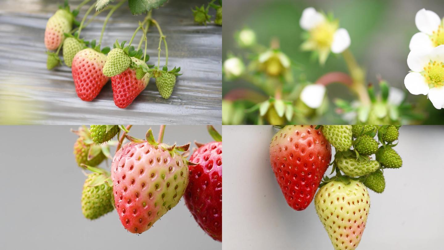 水果草莓、草莓花