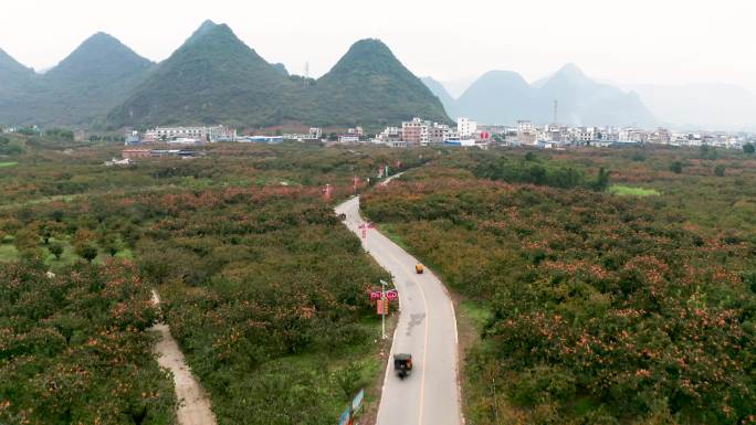 广西桂林市恭城县红岩村万亩柿子林
