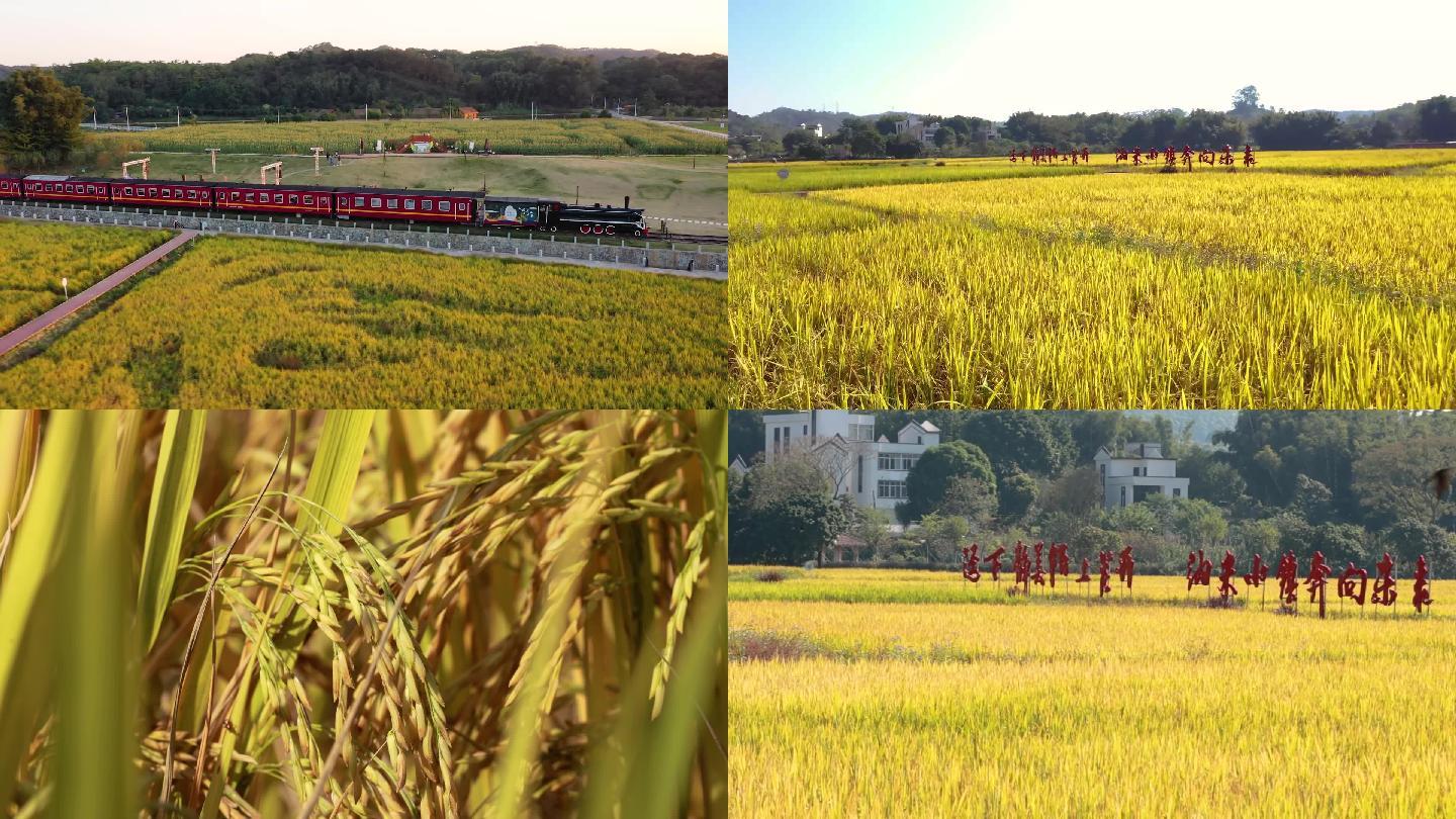 广州迳下村的稻谷田