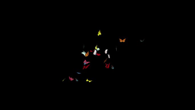 彩色蝴蝶在黑色屏幕中央飞翔