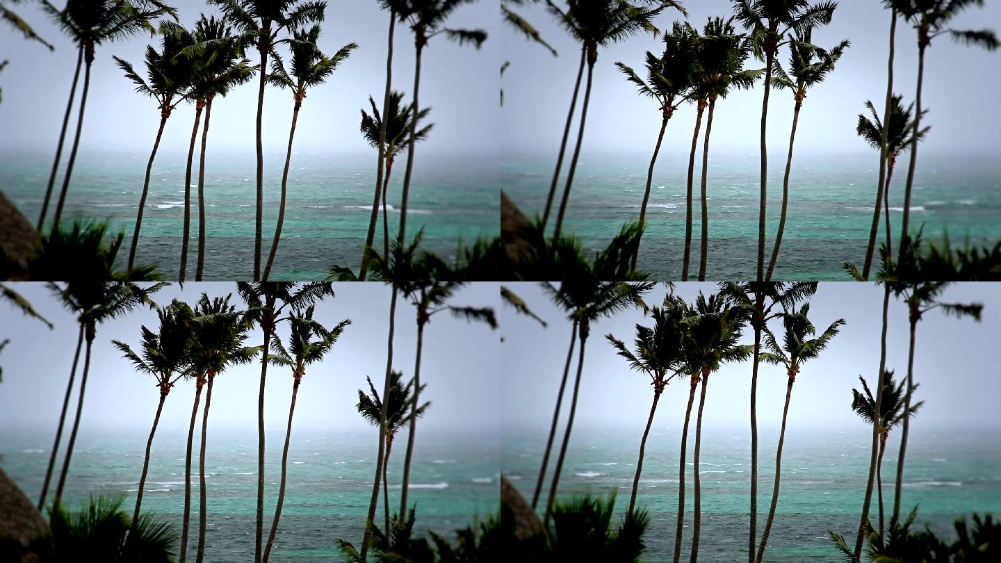 在暴风雨中吹拂的棕榈树。