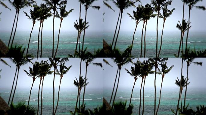 在暴风雨中吹拂的棕榈树。