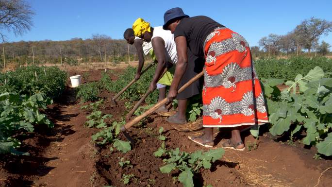 妇女正在用锄头清除蔬菜间的杂草