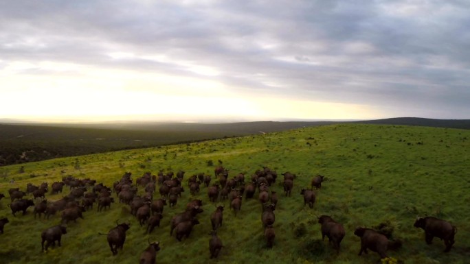 一群水牛在南部非洲草原上奔跑的画面