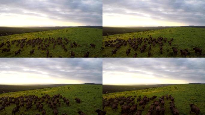 一群水牛在南部非洲草原上奔跑的画面