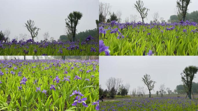 春天绿树草坪河边绿枝紫兰花