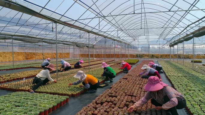 多肉种植基地航拍