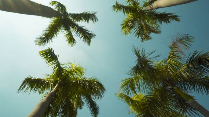 棕榈树三亚厦门青岛风景海南海岛