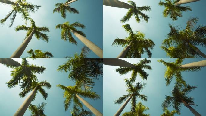 棕榈树三亚厦门青岛风景海南海岛