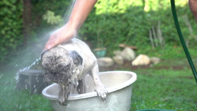 男人在花园里用水管给哈巴狗洗澡
