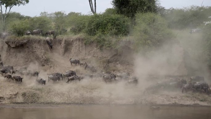 坦桑尼亚大迁徙期的角马