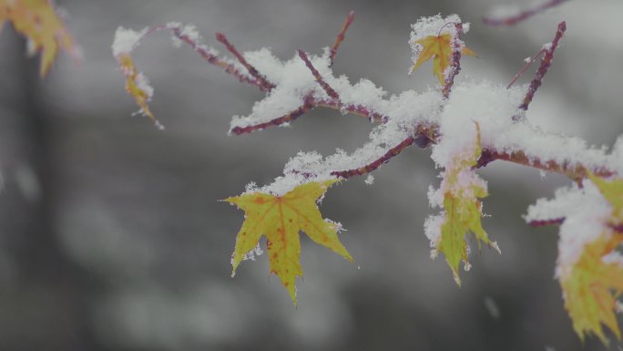 雪枫叶