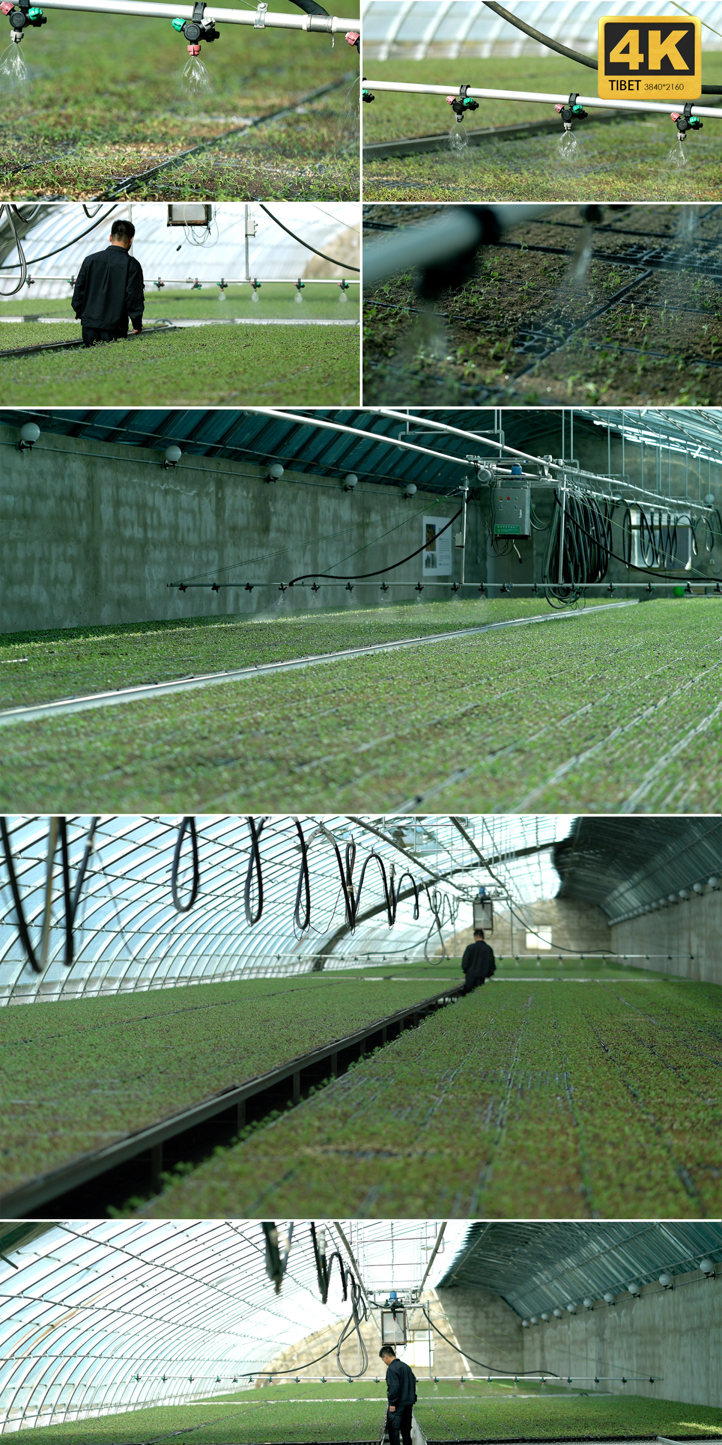 育苗基地 大棚种植 现代化种植