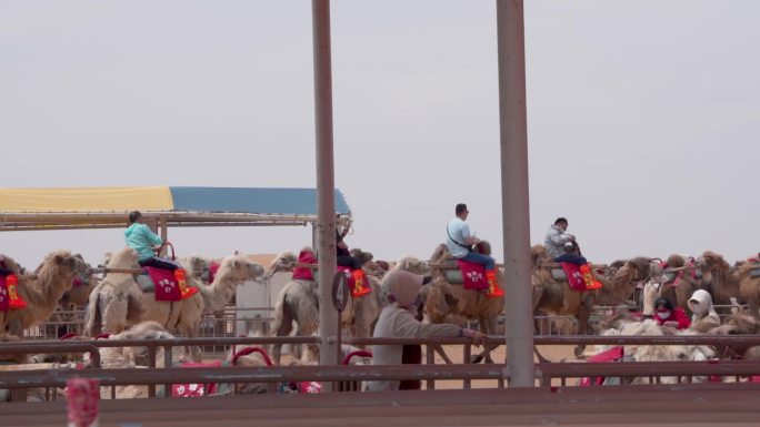 沙漠游客中心骑骆驼项目