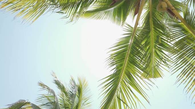 海南海岛椰树阳光镜头