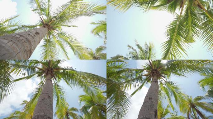 海南海岛椰树阳光镜头