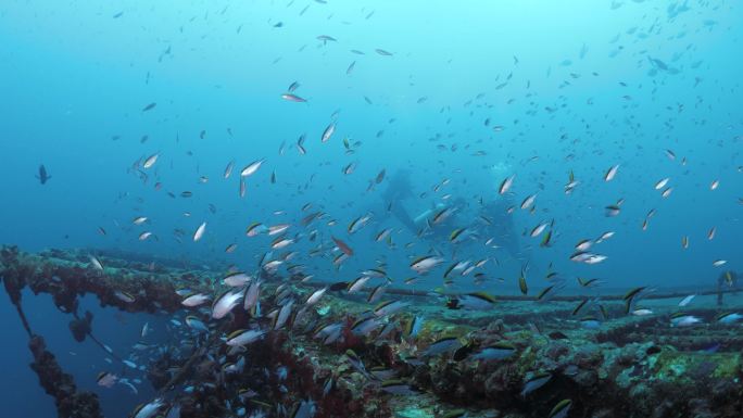 水下沉船景观船触礁深海鱼群鱼类