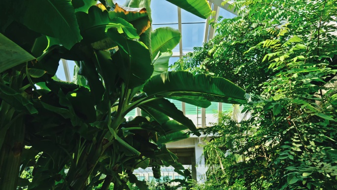 8K室内热带温室果园