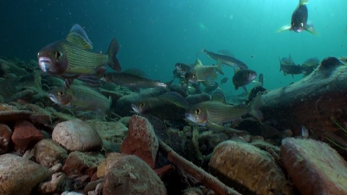 河水下的鱼群潜水清澈水底繁殖种群洄游