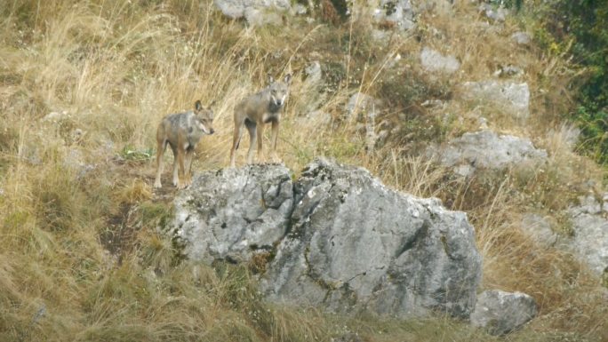 野狼在野外寻找猎物