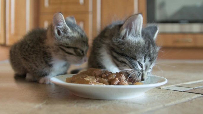 小猫吃湿猫食室内家养猫斑猫