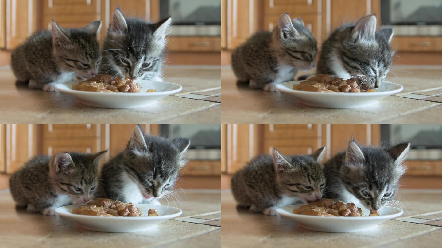 小猫吃湿猫食室内家养猫斑猫