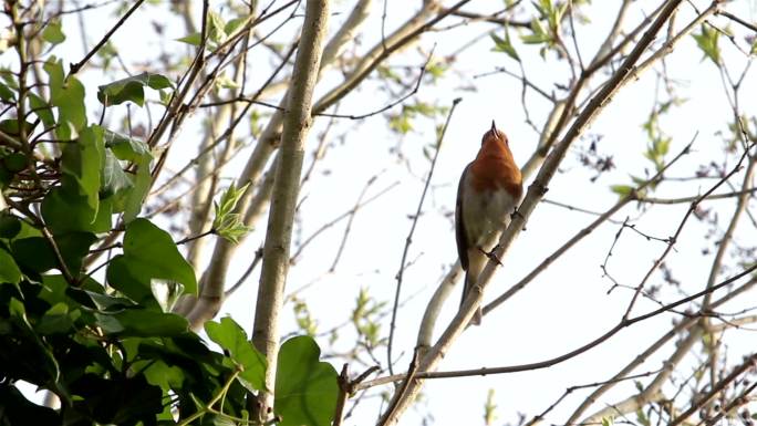 美丽的红知更鸟在树枝上唱歌