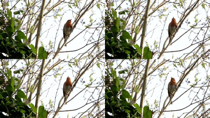 美丽的红知更鸟在树枝上唱歌