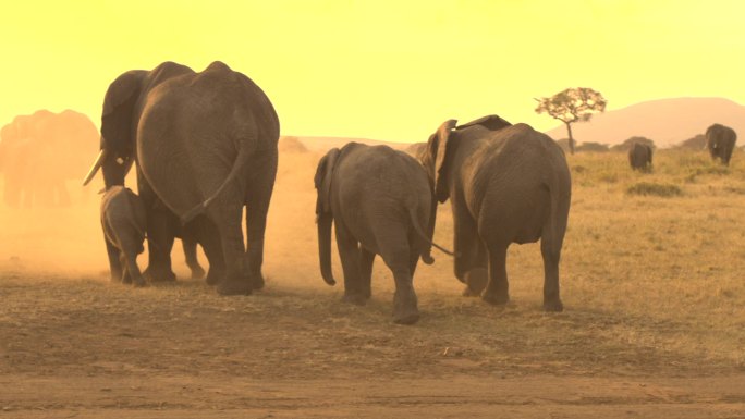 一群大象非洲大象非洲荒野