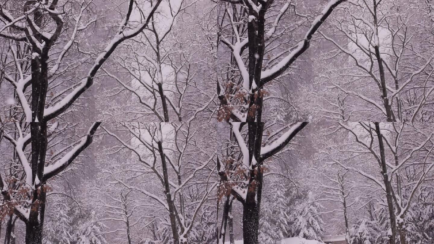 降雪中的纽约公园枯枝空镜雪花