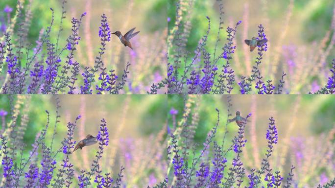 蜂鸟正在野花中采蜜