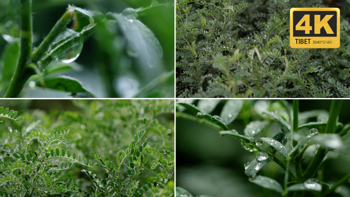 植物 水滴 大棚种植  园艺