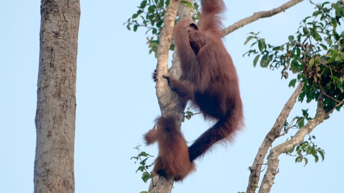 小猩猩在树上长臂猿爬树野生