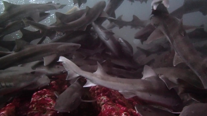 成群结队猎鲨的疯狂觅食