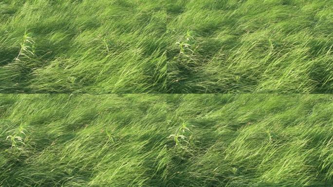 风中缓慢吹动的原生草原