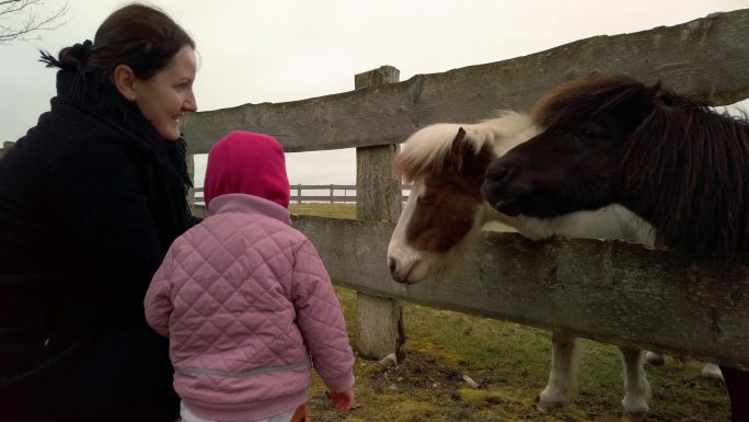 马被一位母亲和她的小女儿喂胡萝卜。