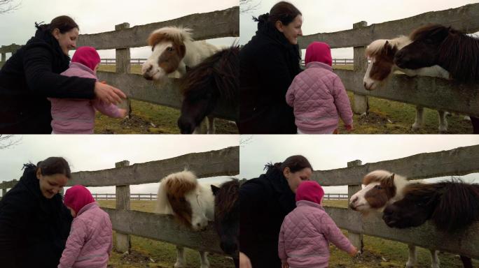 马被一位母亲和她的小女儿喂胡萝卜。