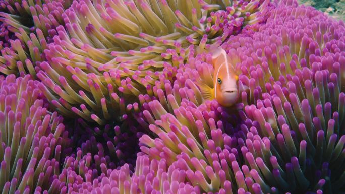小丑鱼小丑鱼特写海底珊瑚礁五颜六色的珊瑚