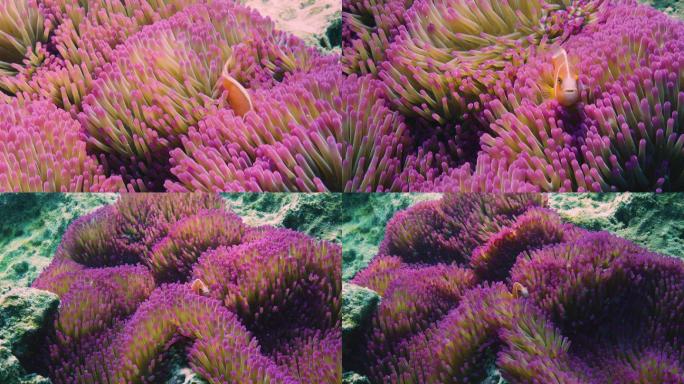 小丑鱼小丑鱼特写海底珊瑚礁五颜六色的珊瑚