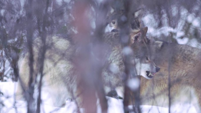 雪地里的狼狼群觅食捕猎过冬
