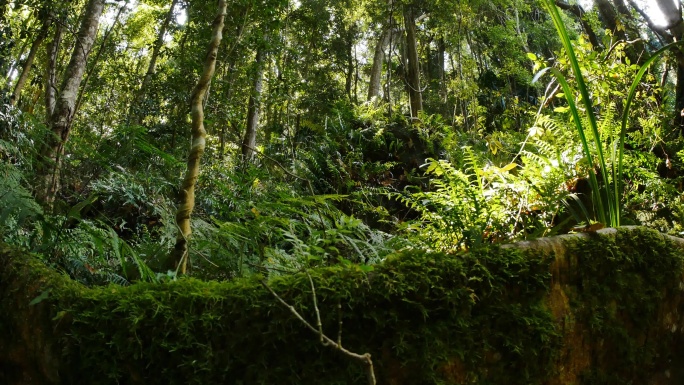 热带雨林环境大美风光美丽风景