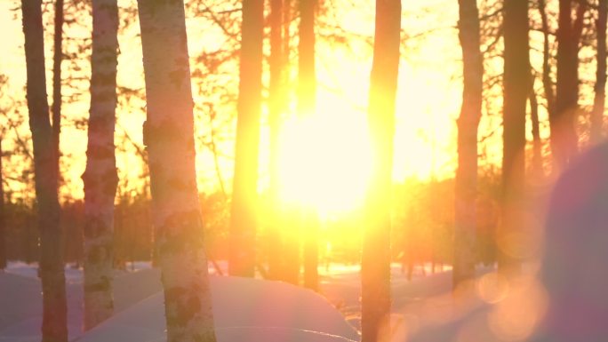 冬季仙境森林逆光冬天树林积雪美景