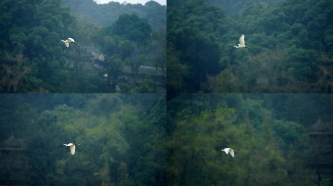 飞翔的白鹭  生态 白鹭从青山前飞过