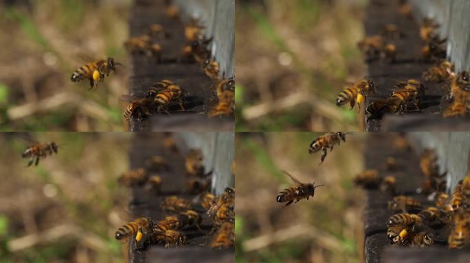 蜜蜂在蜂巢里飞来飞去