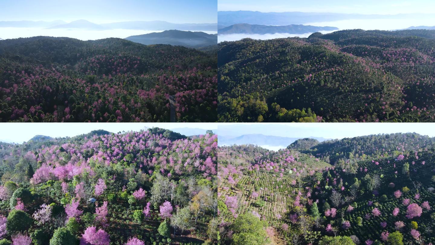 4K航拍普洱景迈古茶园樱花