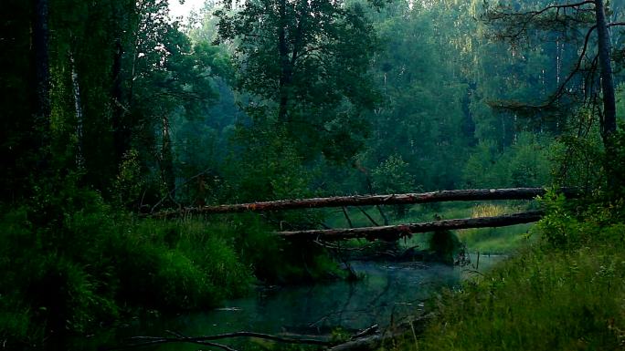 森林河树桩小溪