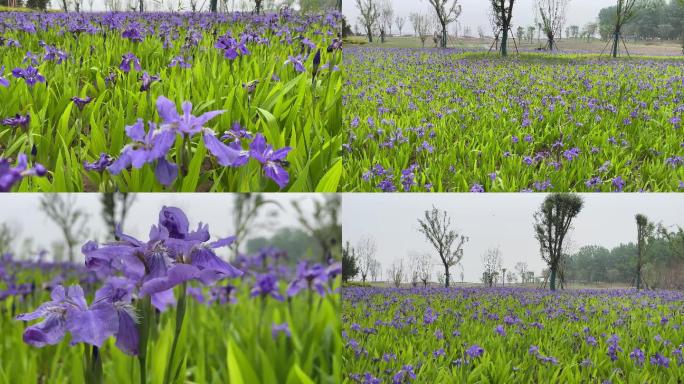黄河岸边紫罗兰公园花丛春天百花盛开
