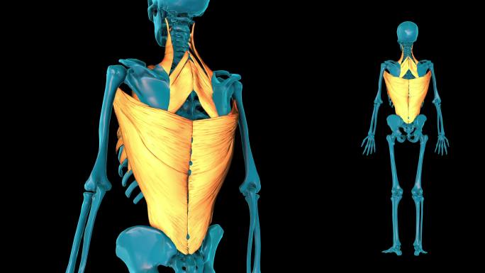 三维人体肌肉图谱人体骨骼人体骨架尸体展示