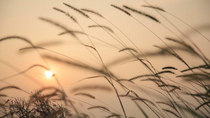 夕阳狗尾巴草思绪